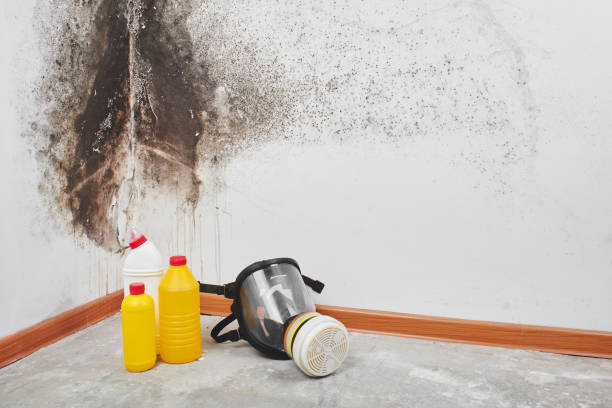 Best Industrial Mold Remediation in Pine Lawn, MO