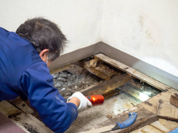 Best DIY Mold Remediation Support Services in Pine Lawn, MO