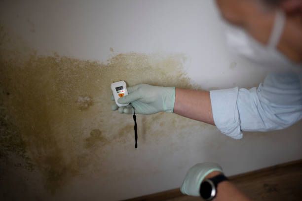 Best Health and Safety Mold Remediation in Pine Lawn, MO