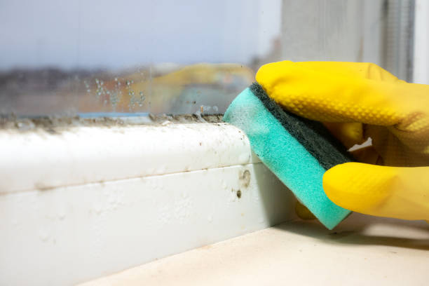 Best Attic Mold Remediation in Pine Lawn, MO
