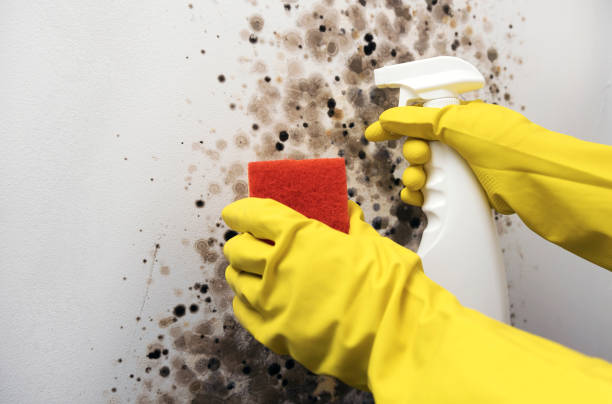 Best Bathroom Mold Remediation in Pine Lawn, MO